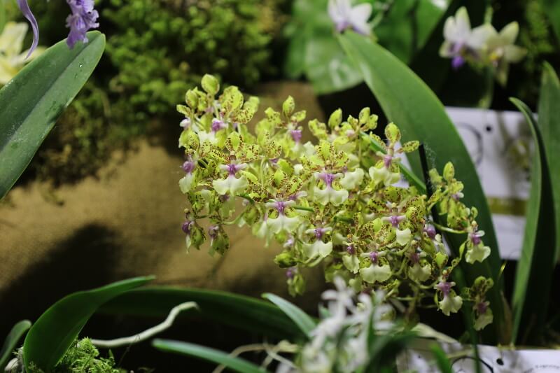 Trichocentrum Margaret Chenoweth