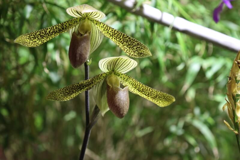 Paphiopedilum Wössner Kolosuk