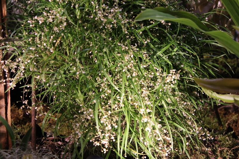 Ornithophora radicans