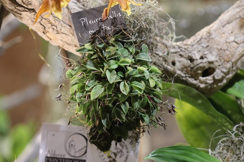 Pleurothallis mystax