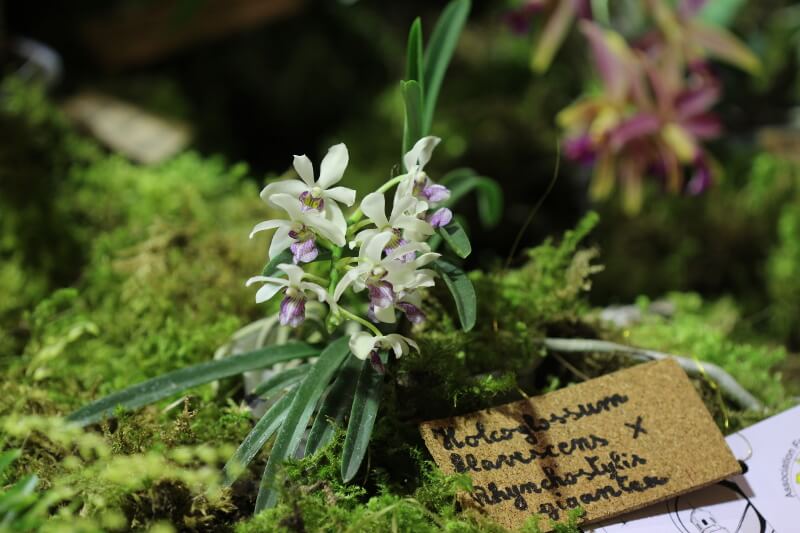 Holcoglossum flavescens x Rhynchostylis gigantea