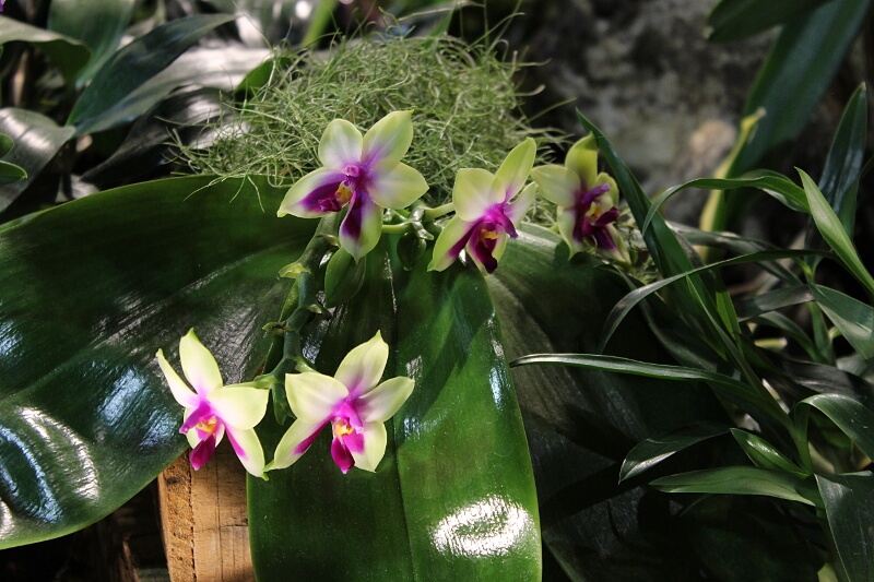 Phalaenopsis bellina