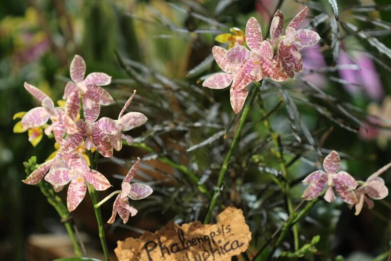 Phalaenopsis hieroglyphica