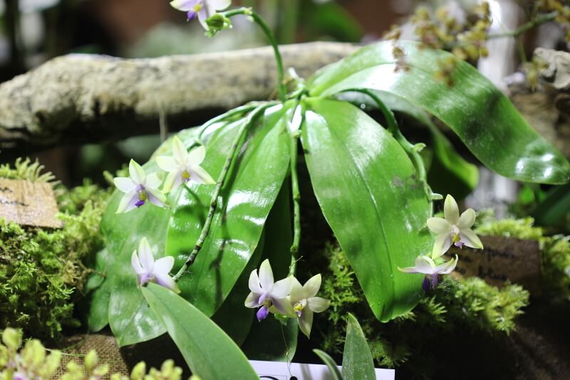 Phalaenopsis violacea