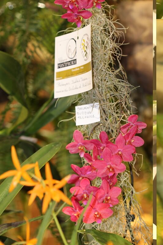 Phalaenopsis Buddha’s Treasure