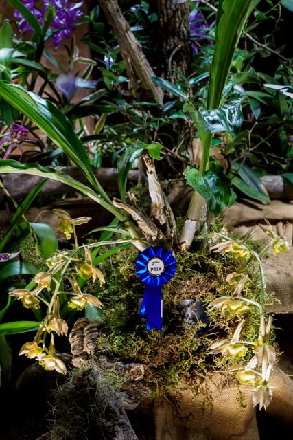 Catasetum fimbriatum