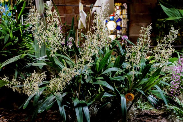 Protheschea prismatocarpa