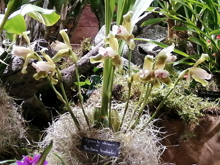 Lycaste skinneri x Maxillaria huebschii