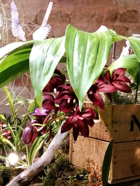 Cycnodes Wine Delight