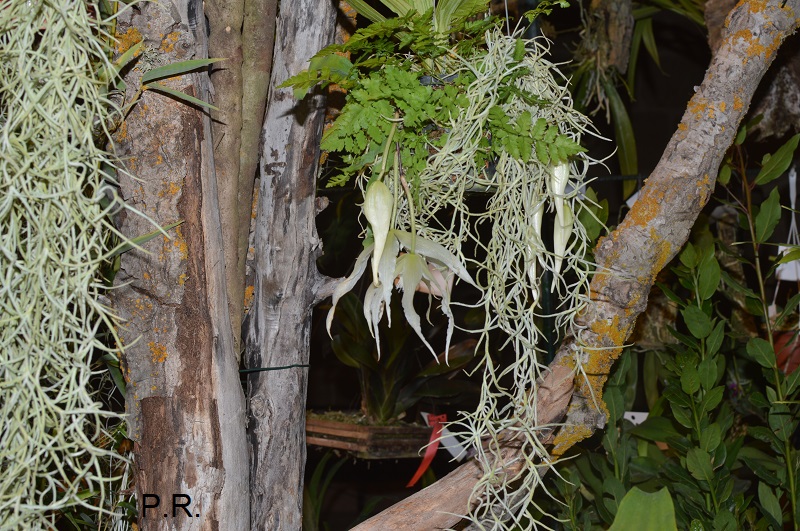 Trichocentrum. luridum