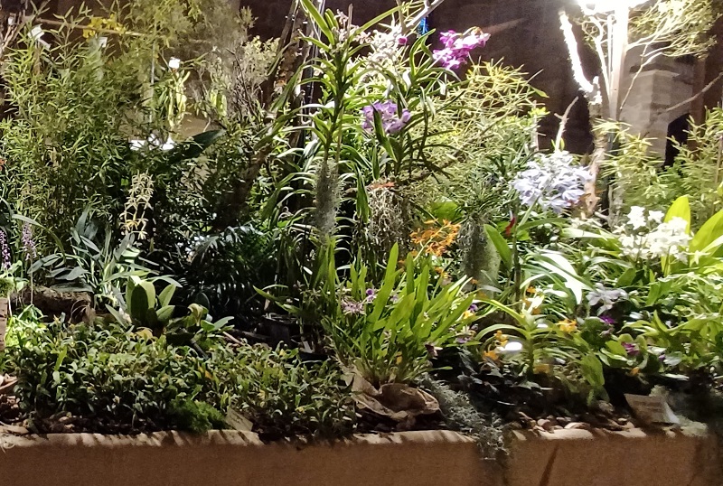 Phalaenopsis. bellina