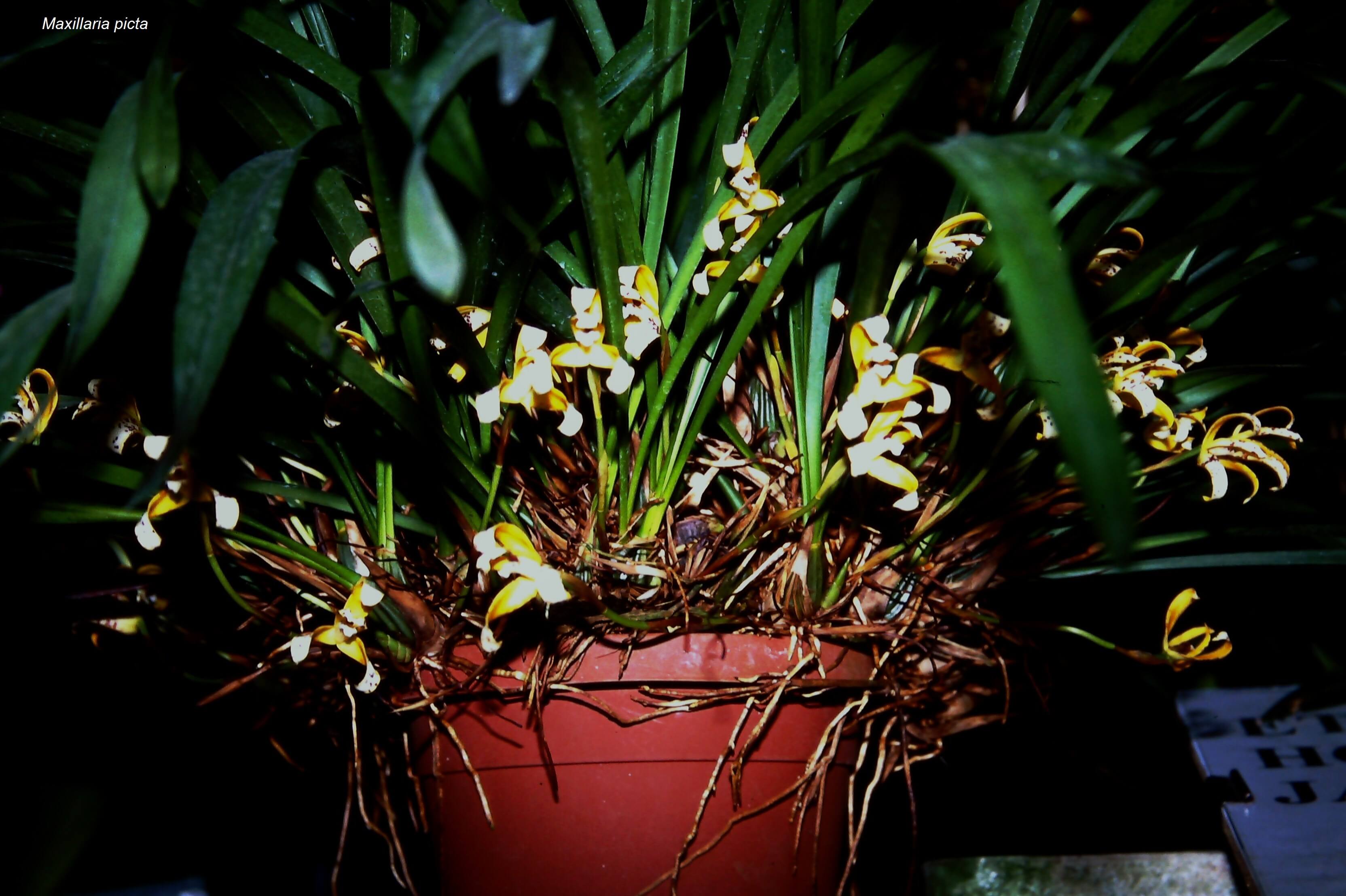 Maxillaria picta