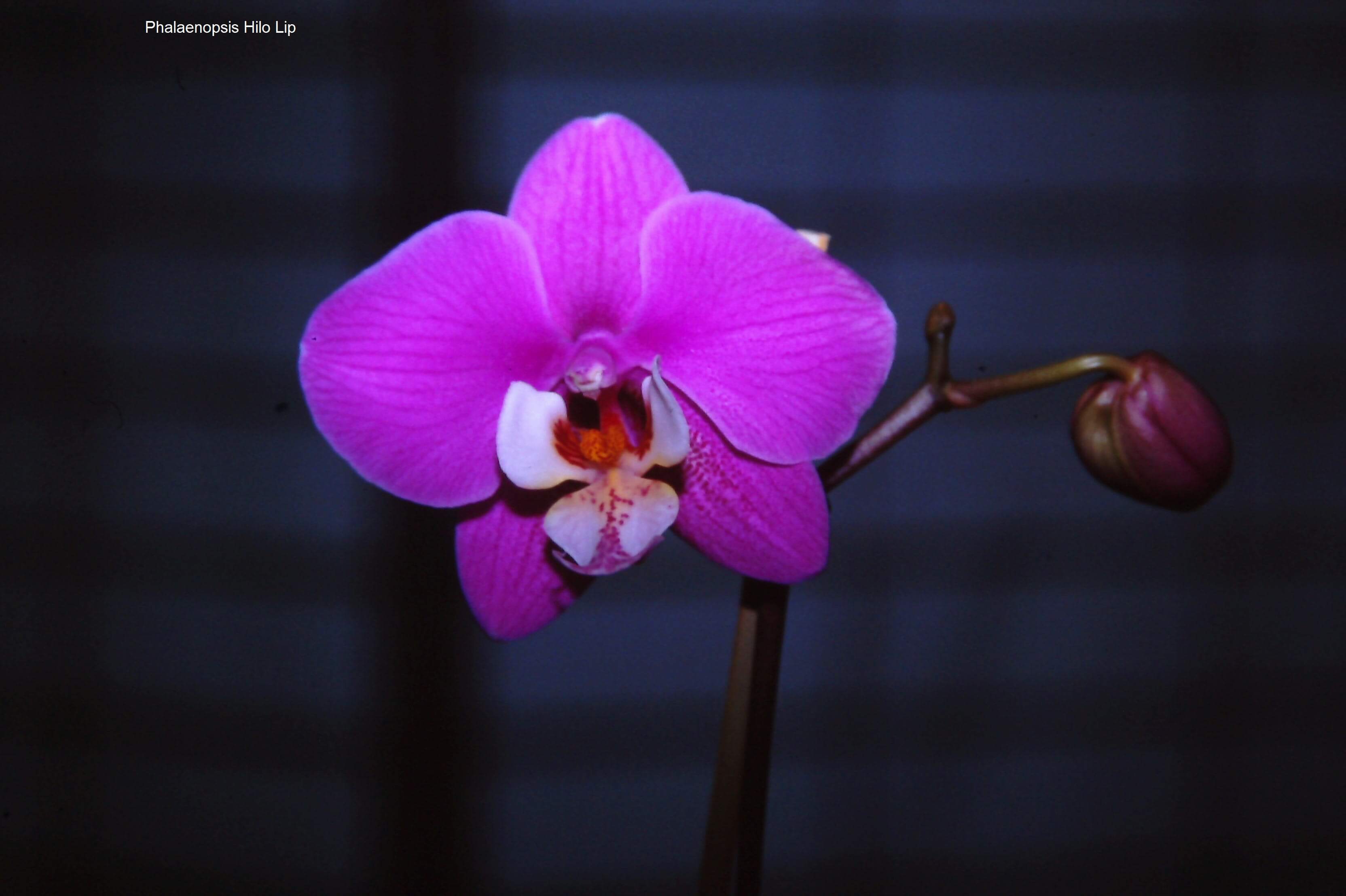 Phalaenopsis Hilo Lip