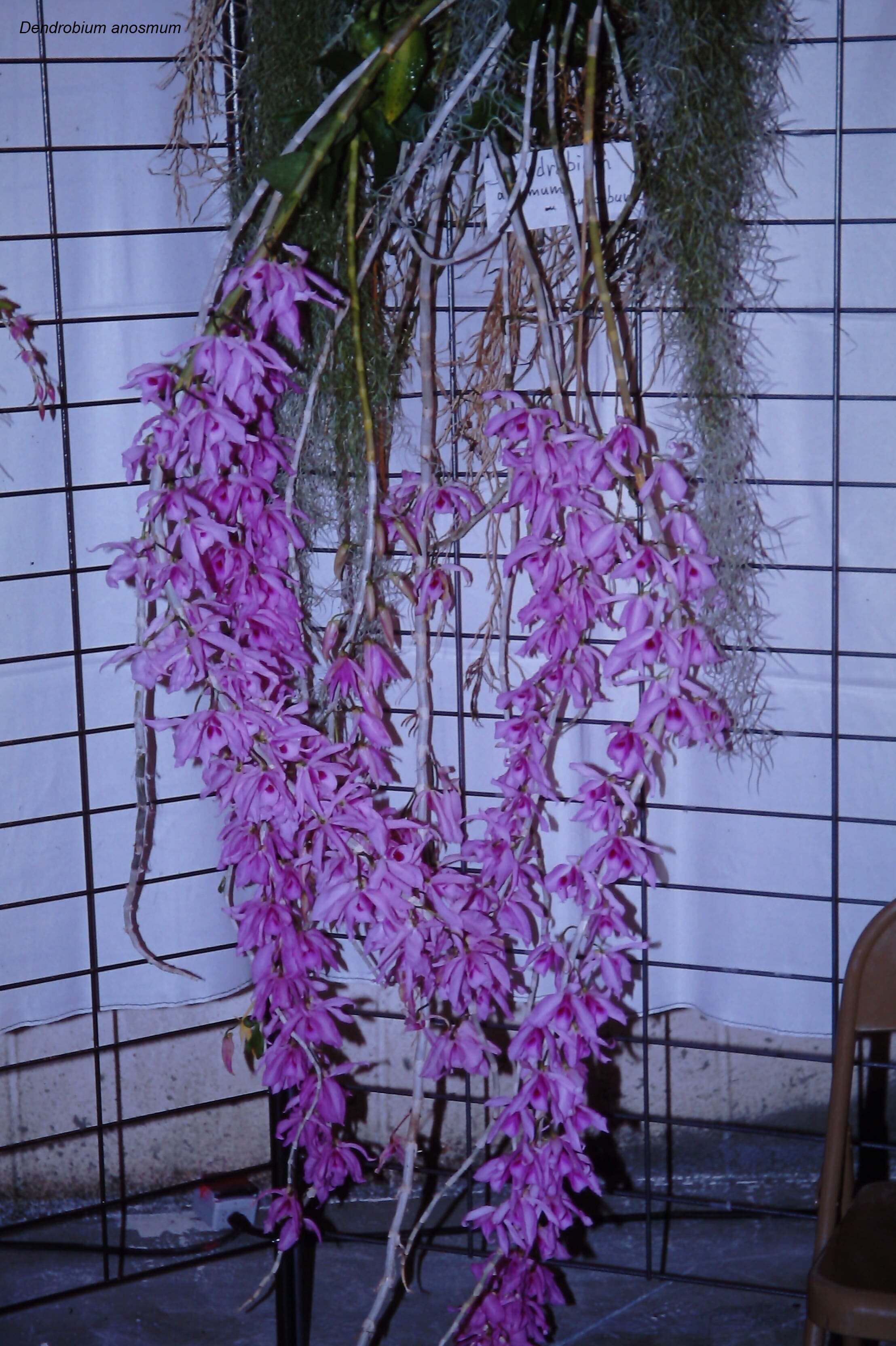 Dendrobium anosmum
