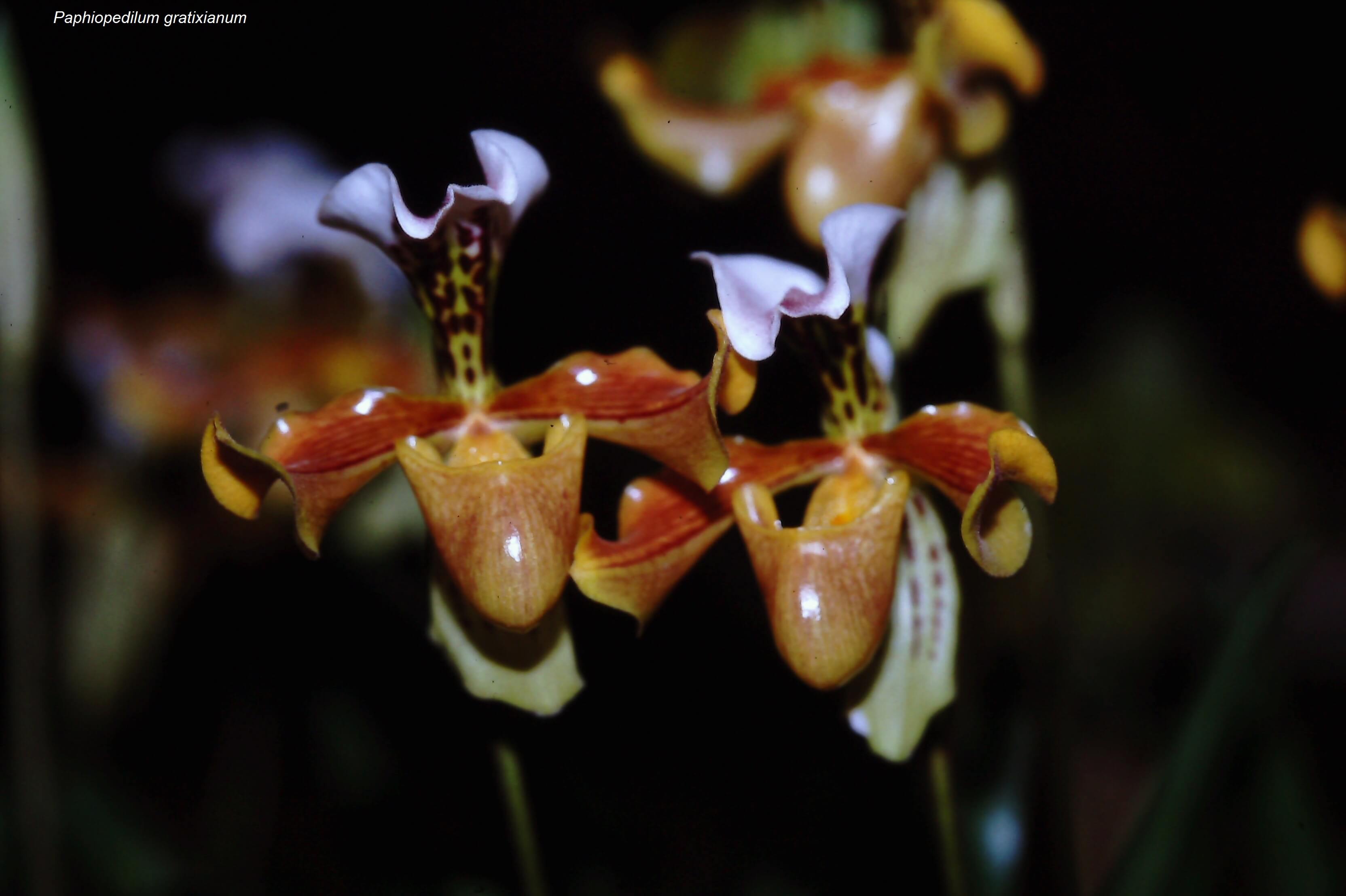 Paphiopedilum gratixianum