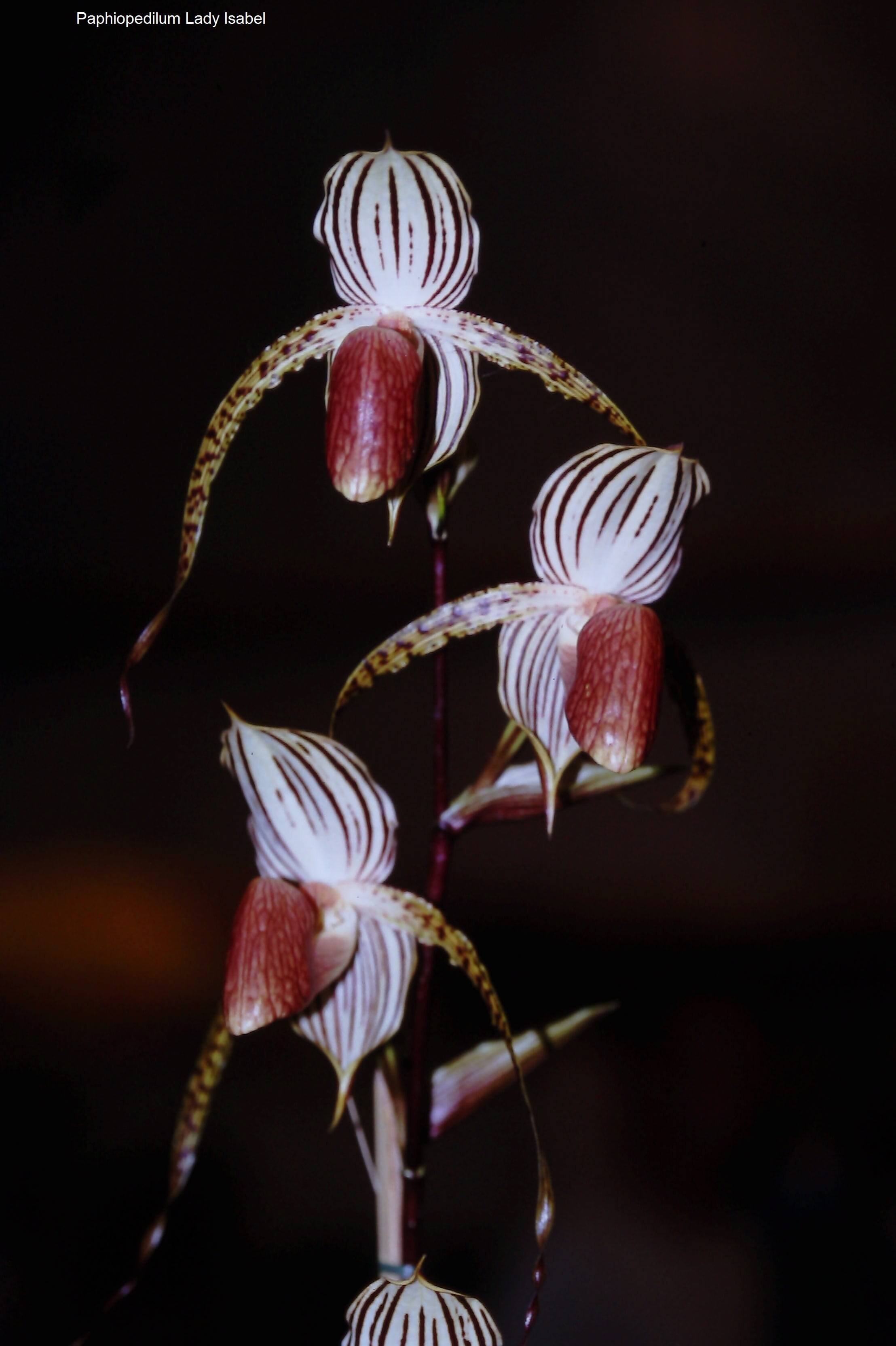 Paphiopedilum Lady Isabel