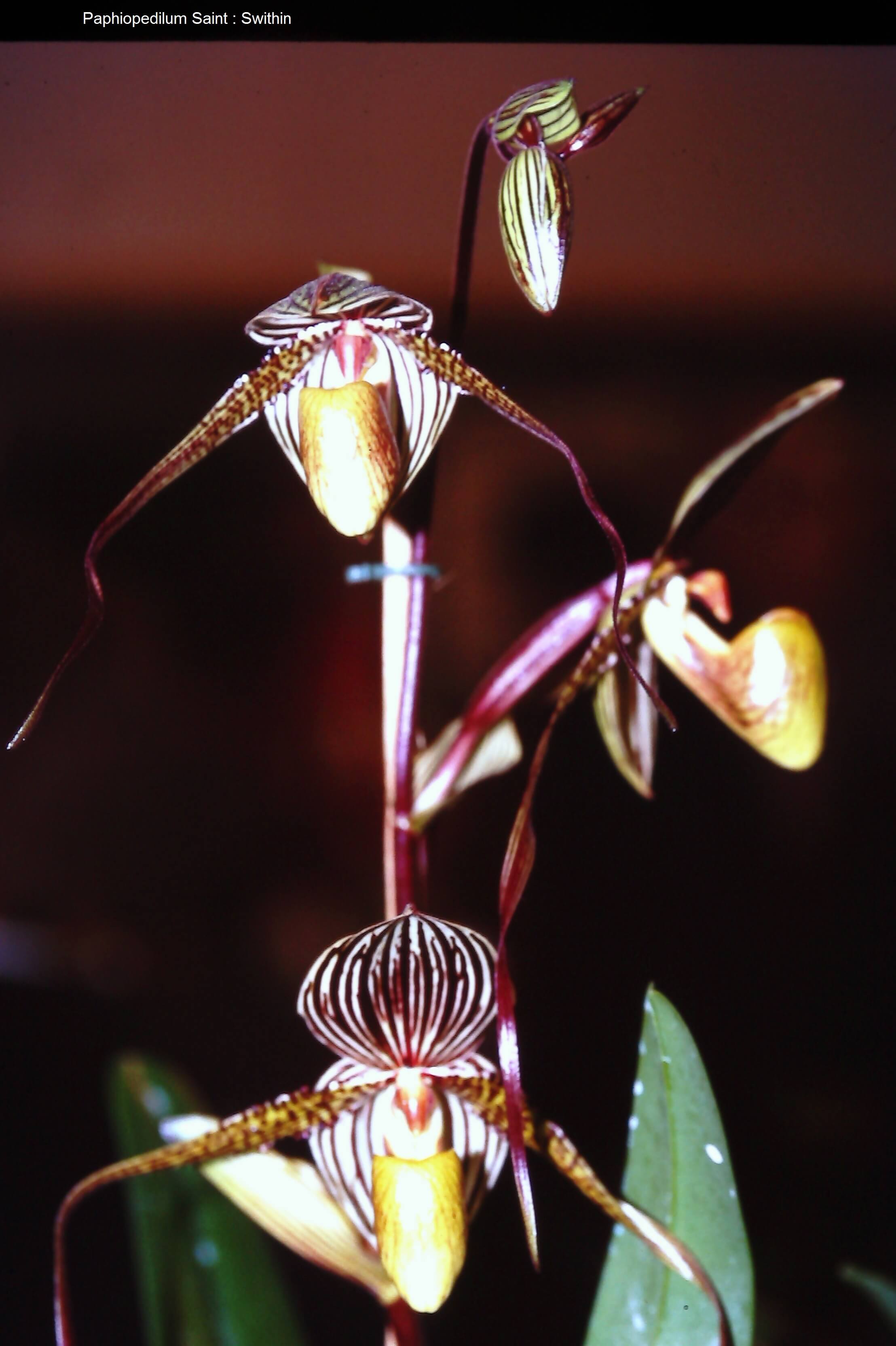 Paphiopedilum Saint Swithin