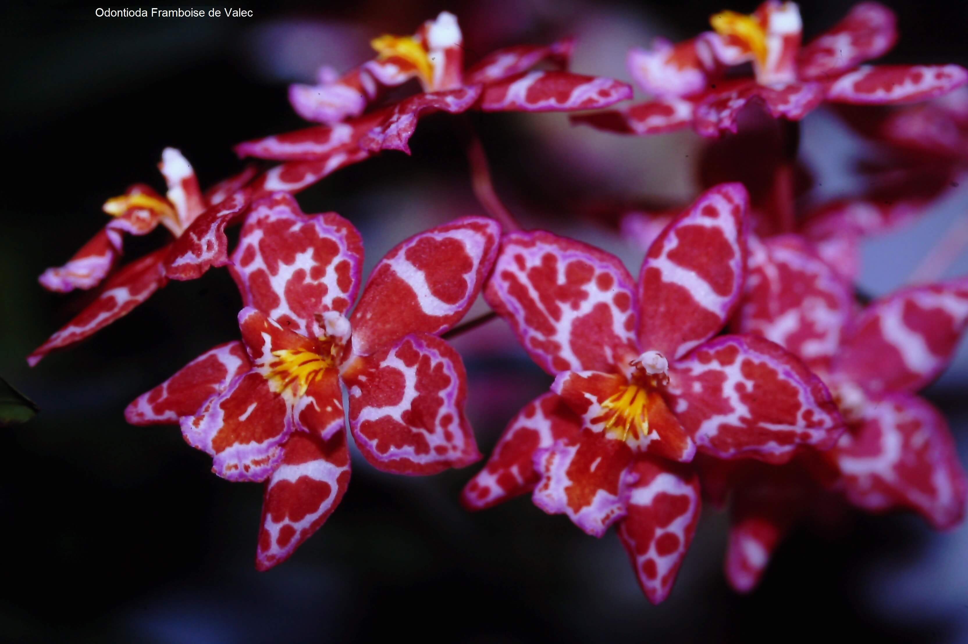 Odontioda Framboise de Valec