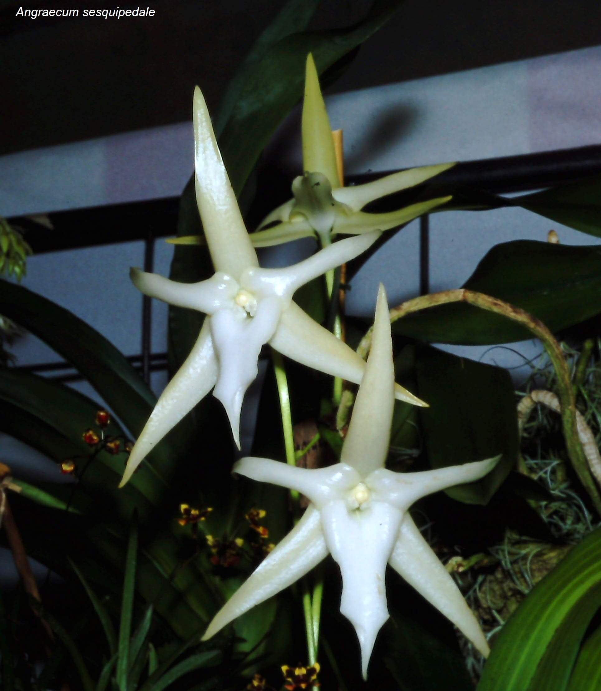 Angraecum sesquipedale