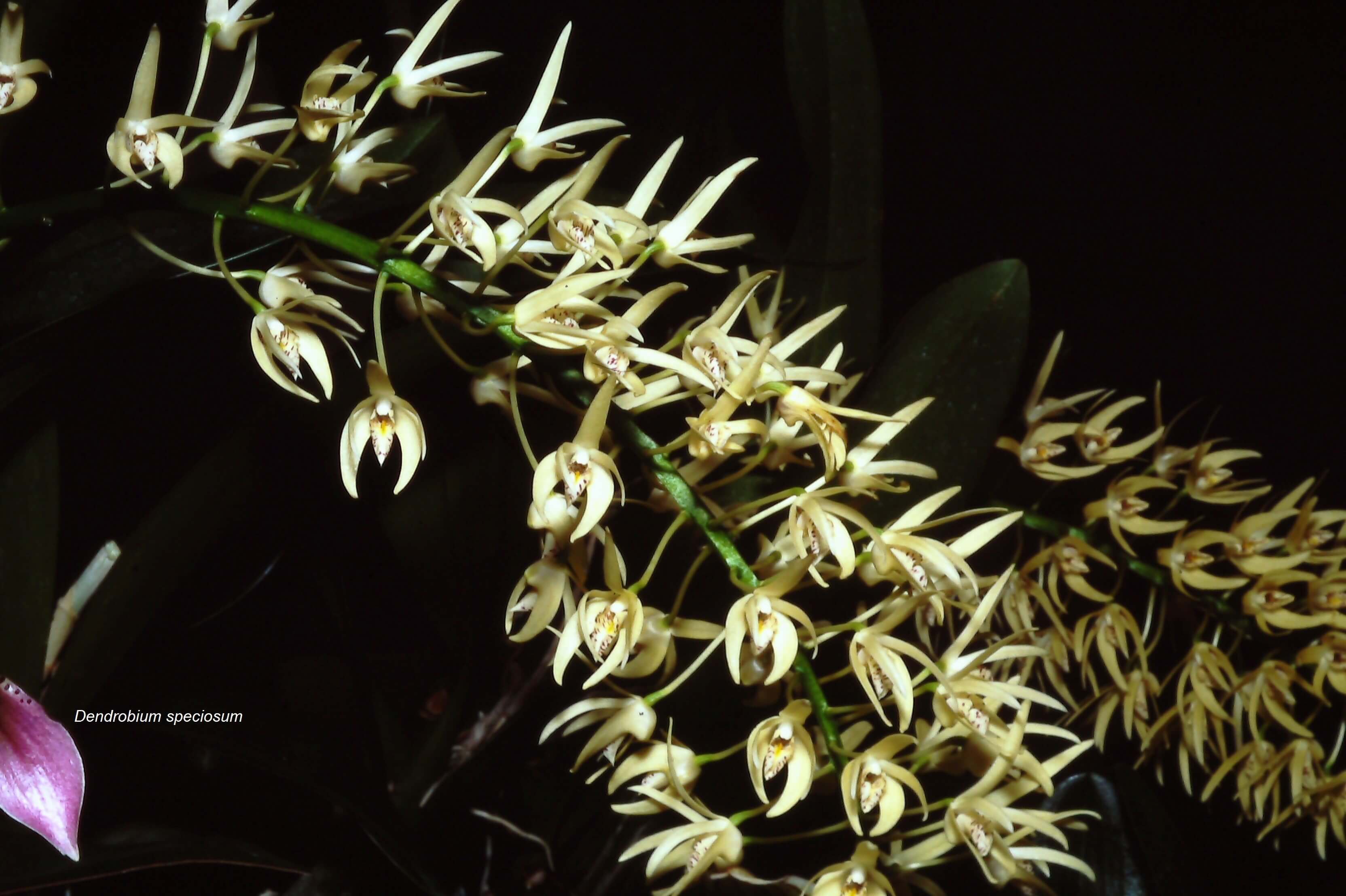 Dendrobium speciosum
