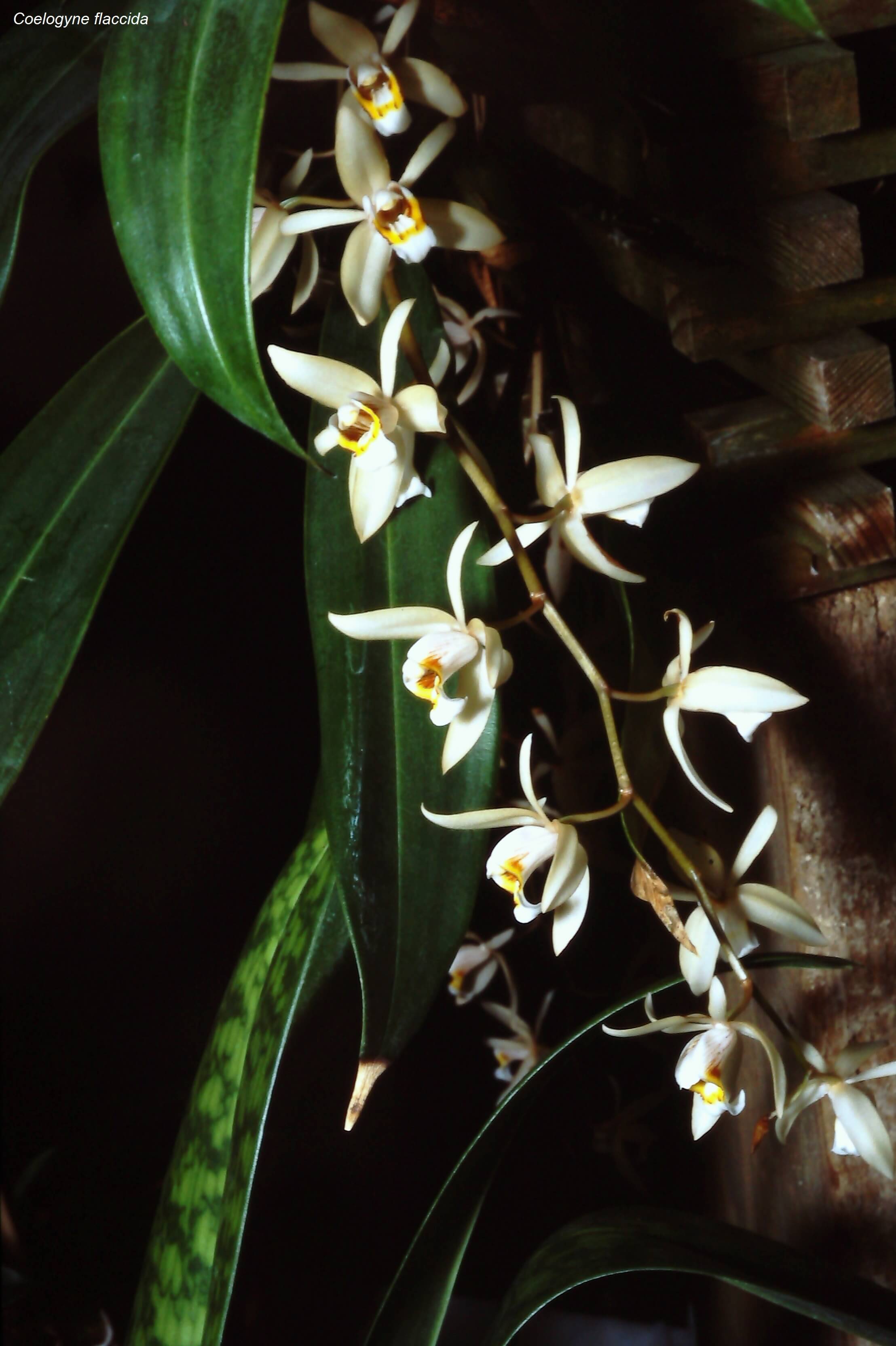 Coelogyne flaccida