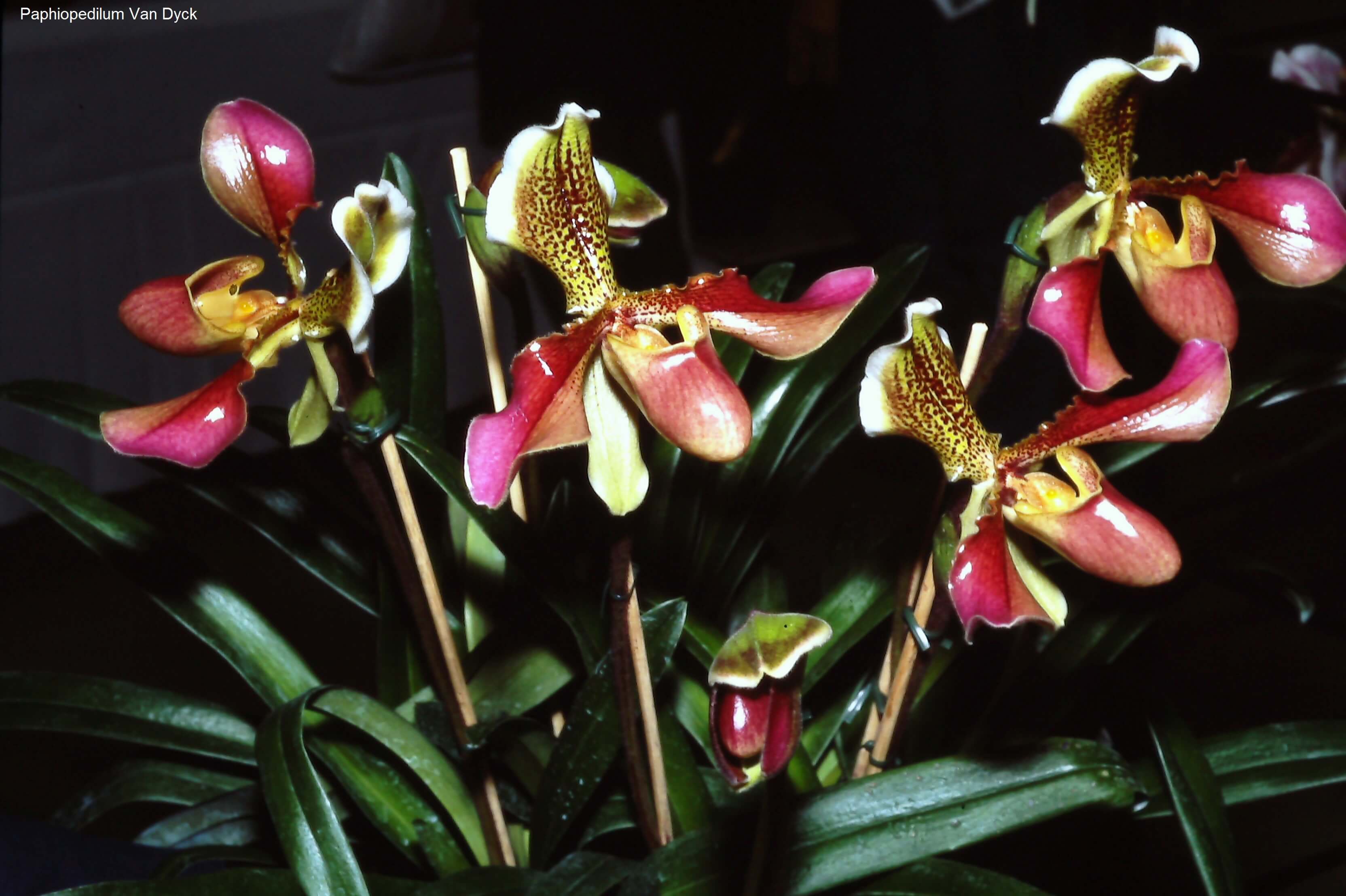 Paphiopedilum Van Dyck