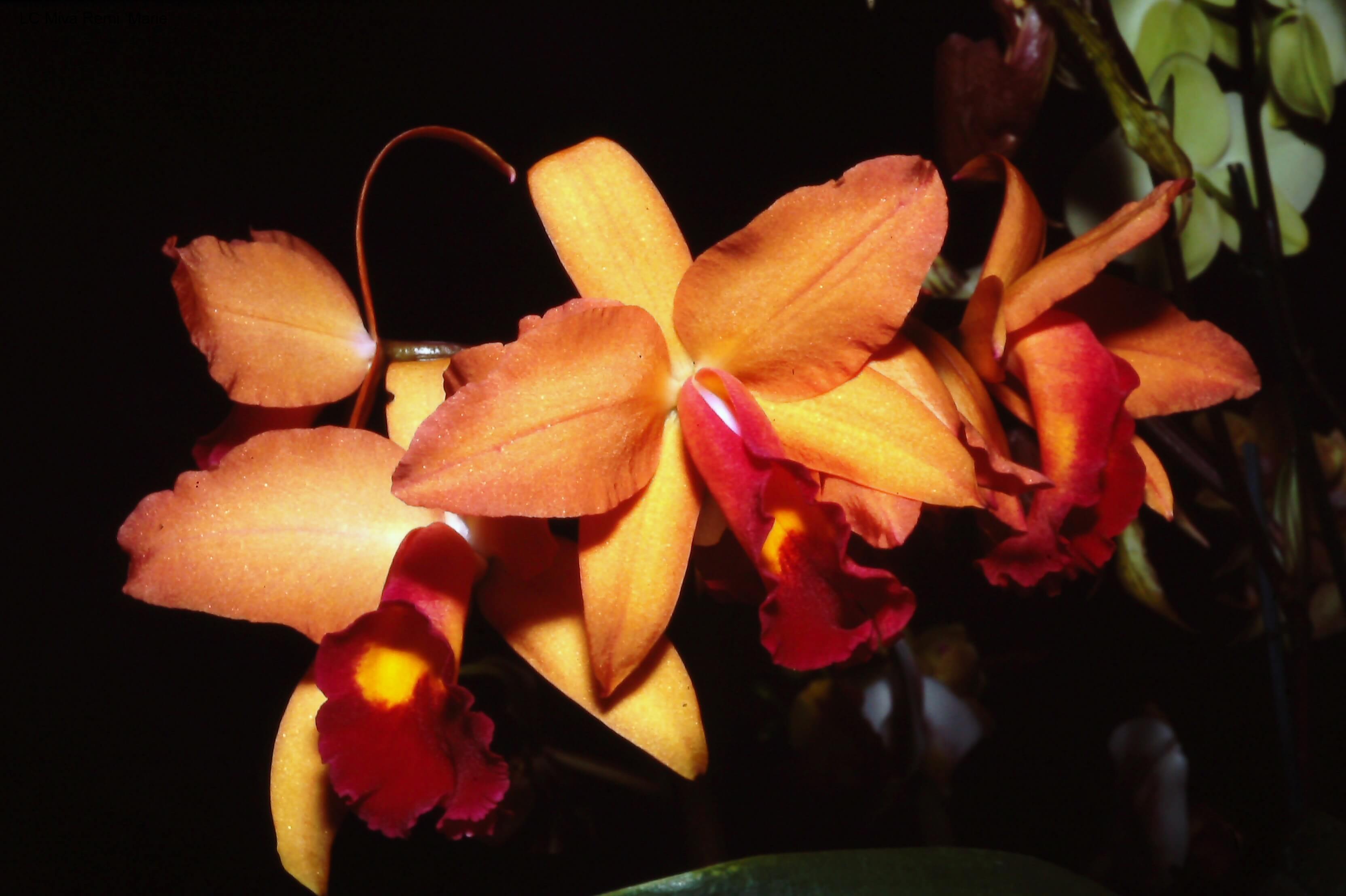 Laeliocattleya Miva Remi