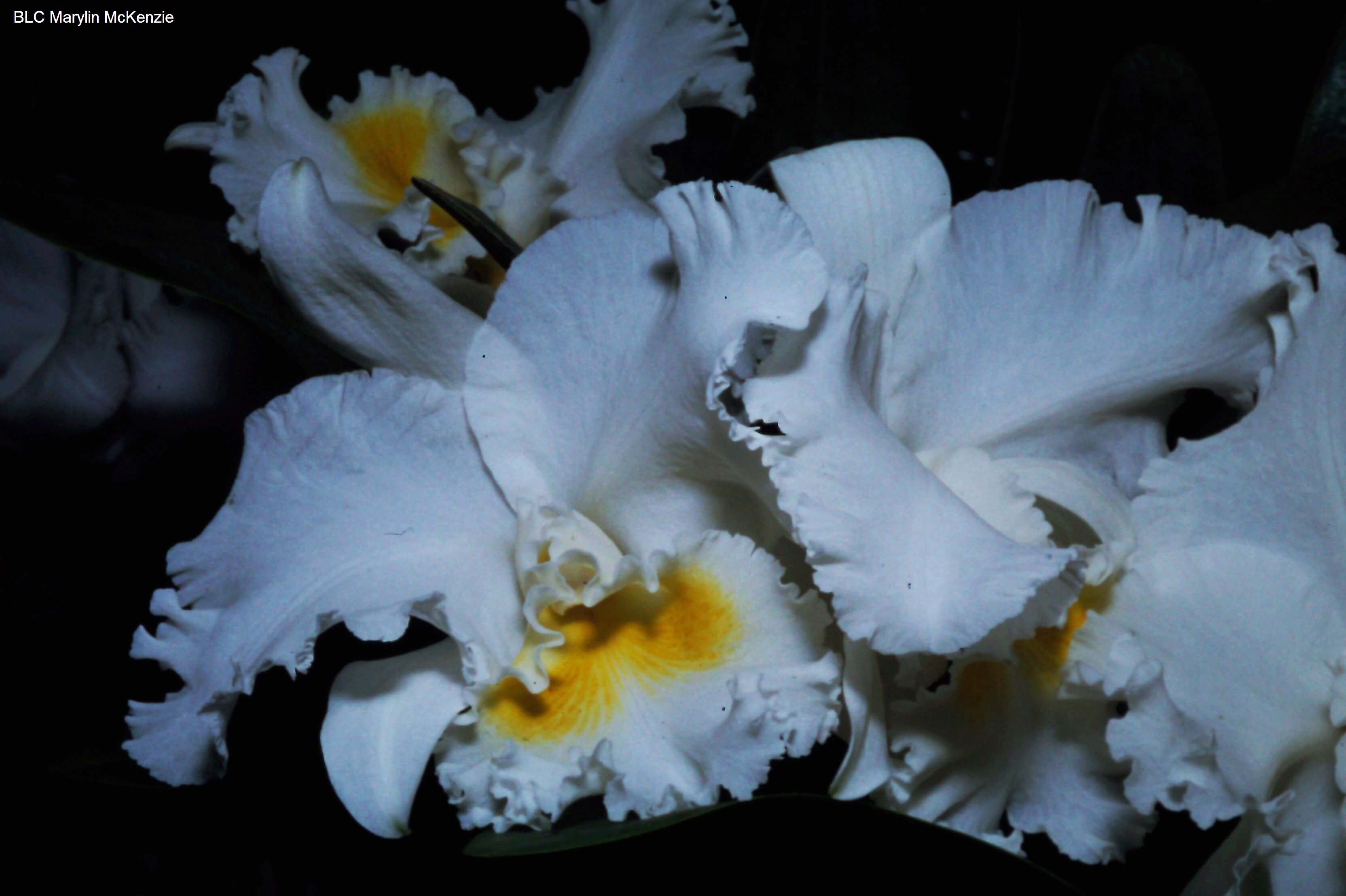 Brassolaeliocattleya Marylin McKenzie