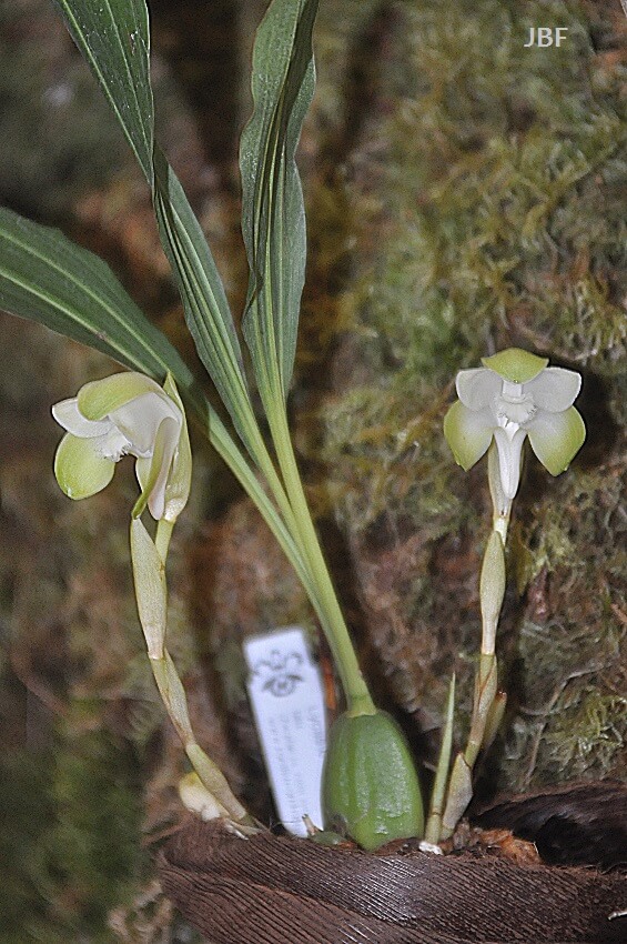 Lycaste lata