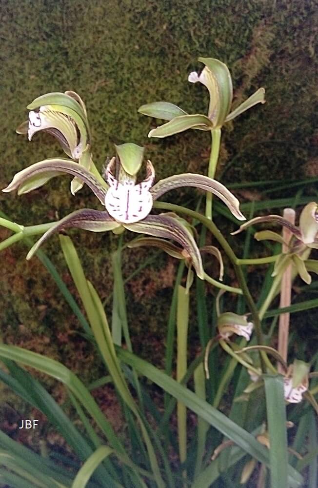 Cymbidium erythraeum