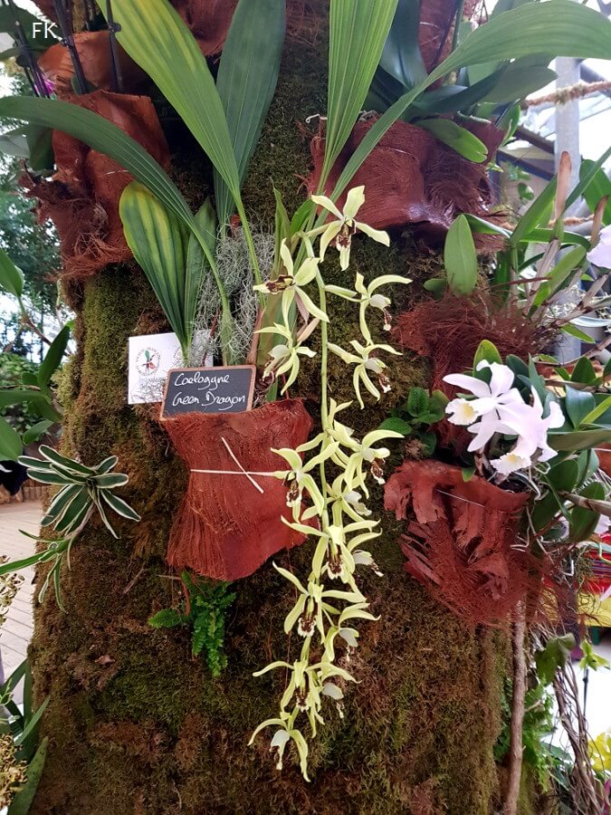 Coelogyne Green Dragon