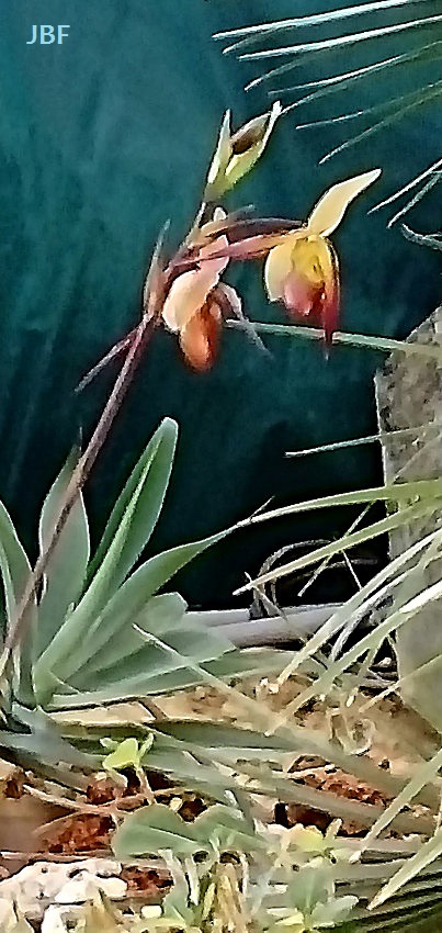 Phragmipedium Maria Glanz