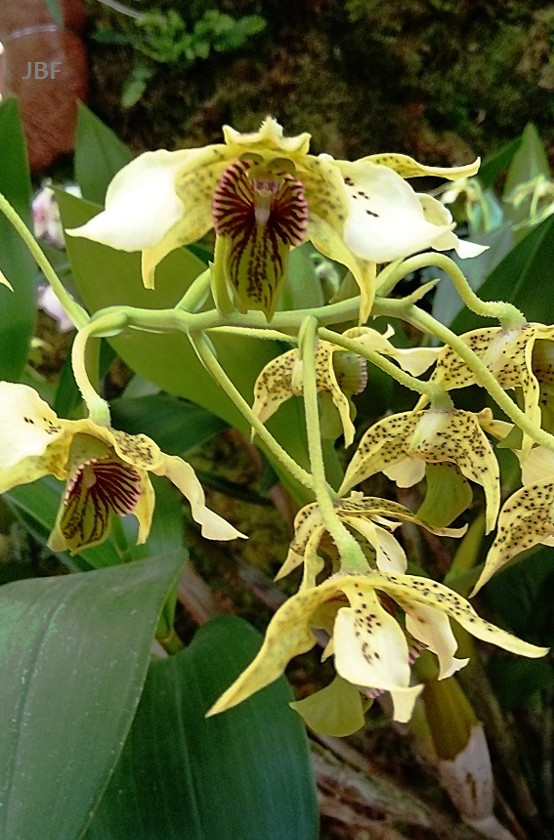 Dendrobium New Guinea