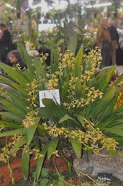 Xylobium subintegrum