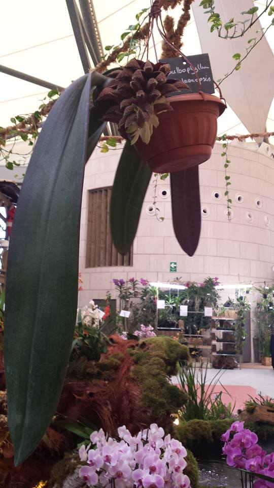 Bulbophyllum phalaenopsis