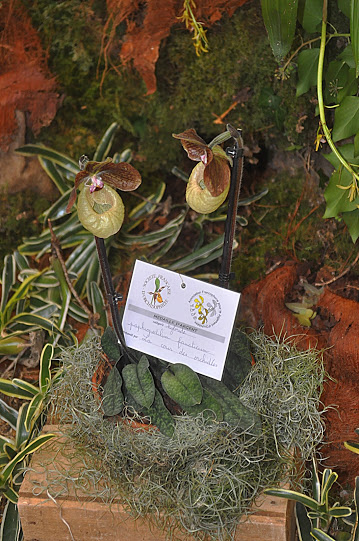 Paphiopedilum Fanaticum