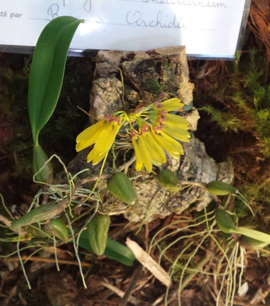 Bulbophyllum skeatianum