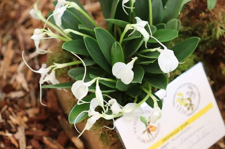 Masdevallia tovarensis