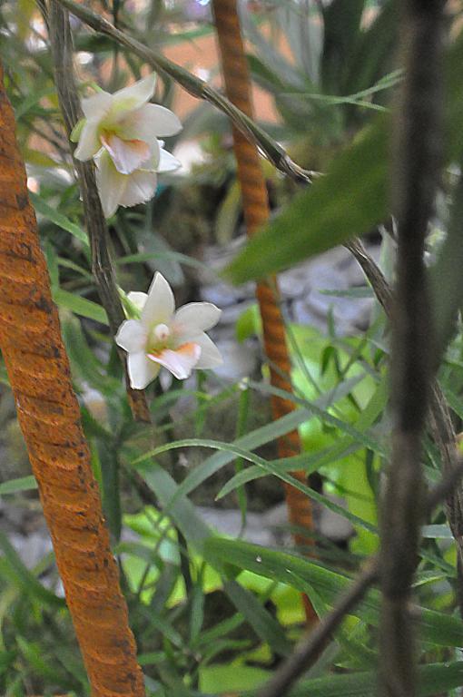 Dendrobium boosii