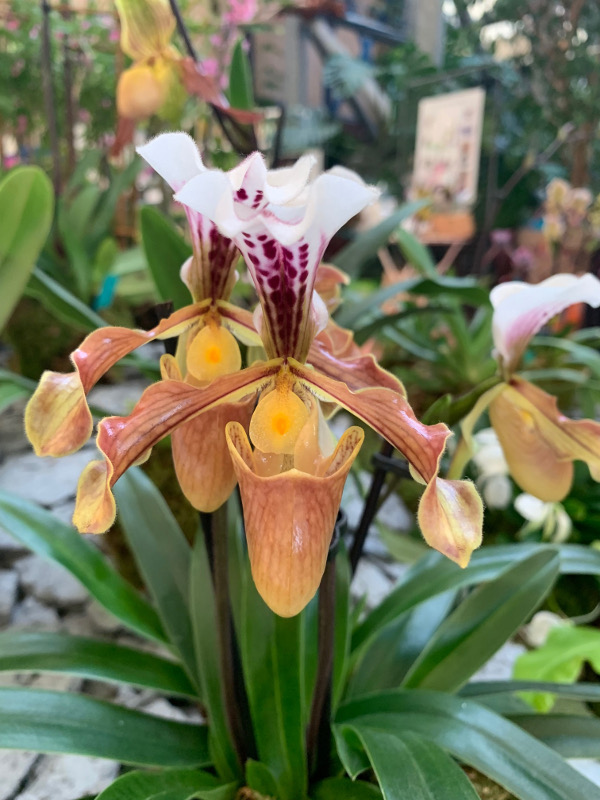 Paphiopedilum gratrixianum