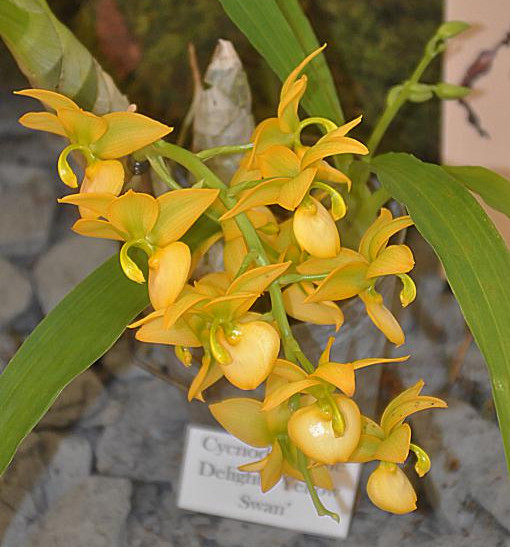 Cycnodes Wine Delight ‘Yellow Swan’