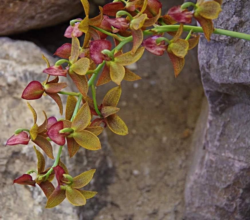 Cycnodes Jambo Micky ‘Jumbo Fifi’