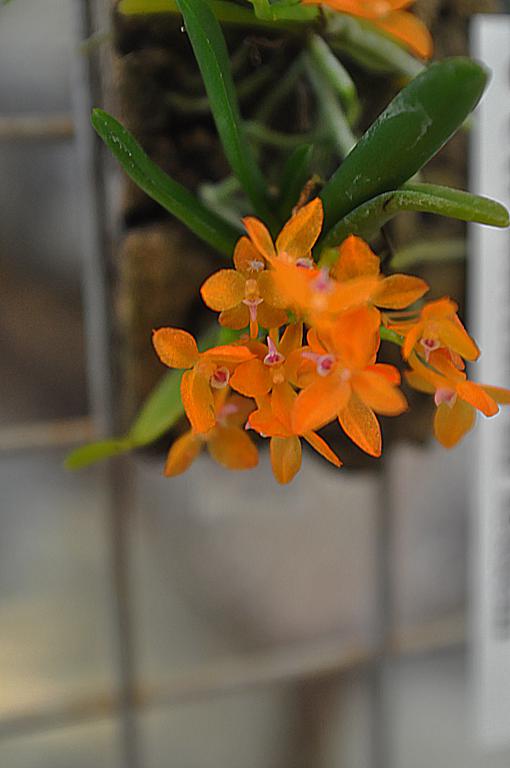 Ceratocentron fessellii