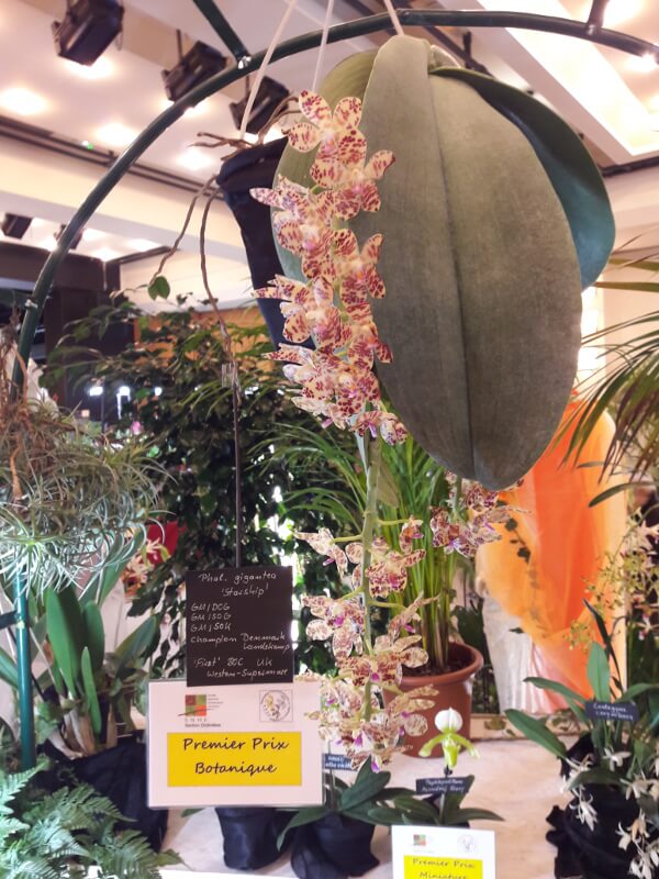 Phalaenopsis gigantea 'Star Chip'