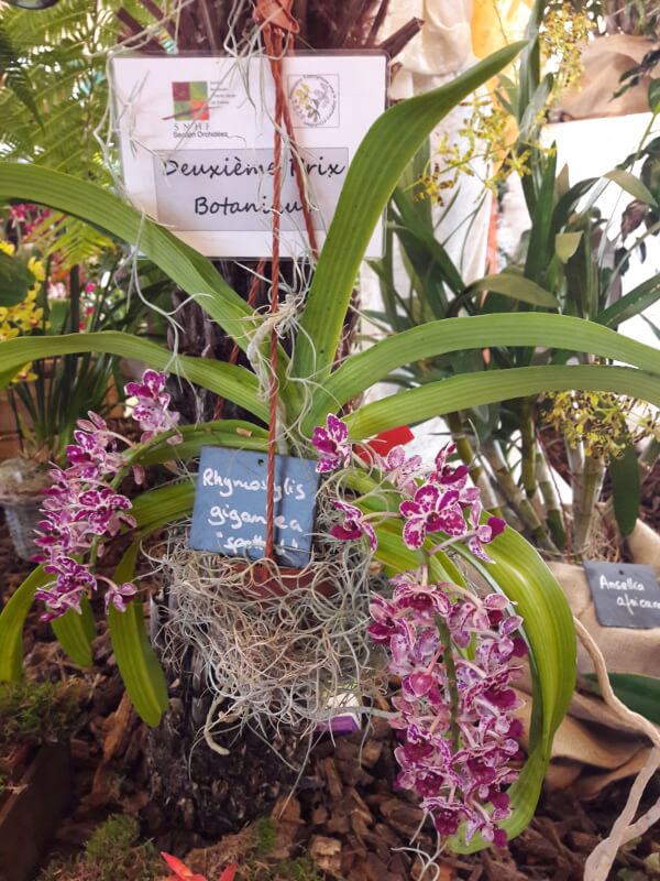 Rhychostylis gigantea 'Spotted'