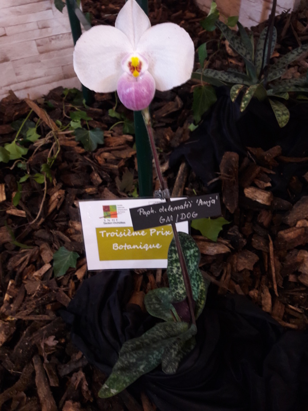 Paphiopedilum delenatii 'Anja'