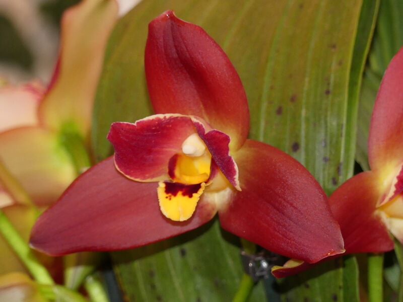 Angulocaste Red Jewel