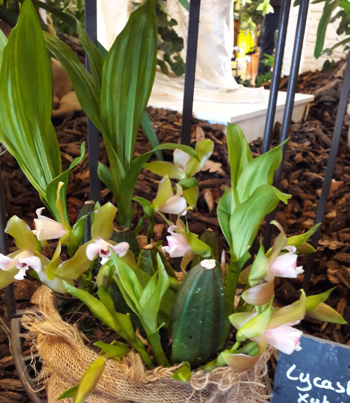 Lycaste xytriophora x Lycaste tricolor