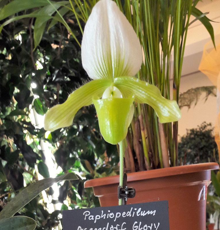 Paphiopedilum 'Assendorf Glory'