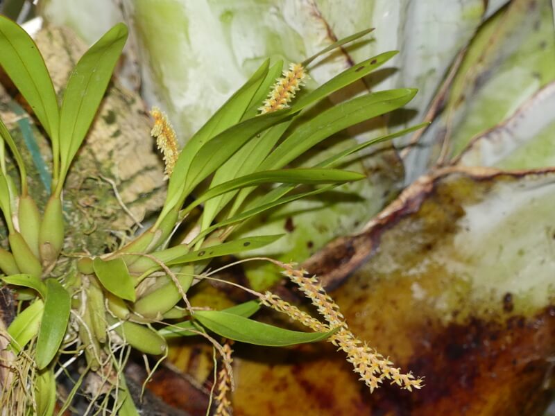 Dendrochilum smithianum